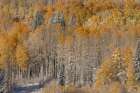 USA, Colorado, Gunnison National Forest. Snow-covered forest in autumn. Art Print